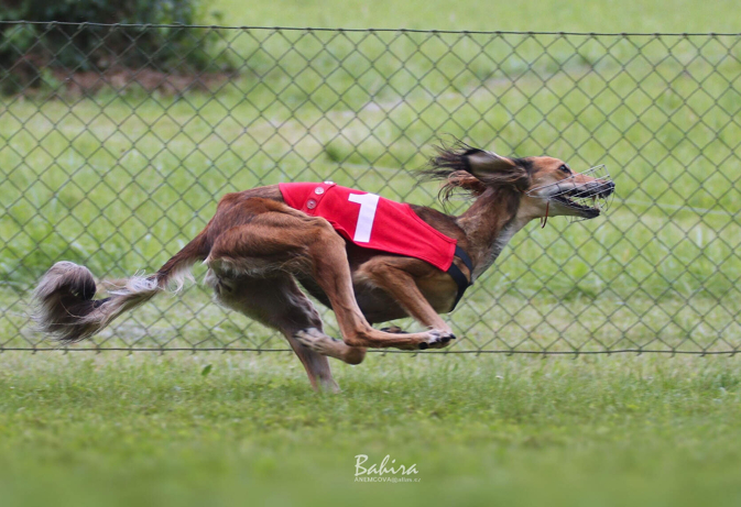 Saluki Ordak of Falconers Dream