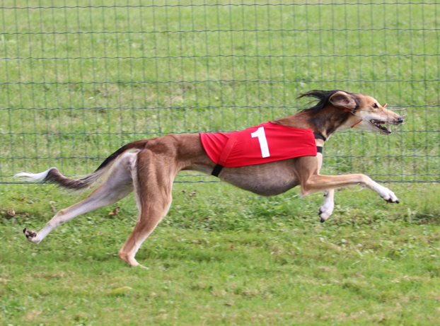 Saluki Ouarda of Falconers Dream